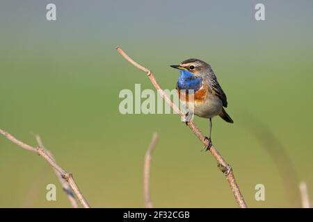 Bluethroat (Luscinia svecica), homme, sur la plate-forme de chant, avril, île de Texel, Hollande-du-Nord, Mer du Nord, Pays-Bas Banque D'Images