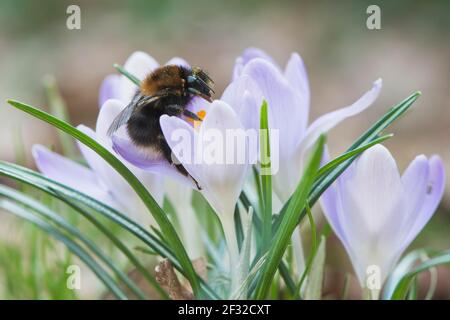 Arbre Bumblebee (Bombus hypnorum) sur le crocus elf (crocus boisés), Emsland, Basse-Saxe, Allemagne Banque D'Images