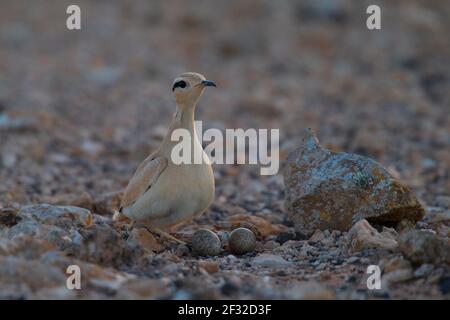 Oiseau de course (Cursorius Cursor) devant son embrayage sur le sol d'un semi-désert, atmosphère matinale, Fuerteventura, Espagne Banque D'Images