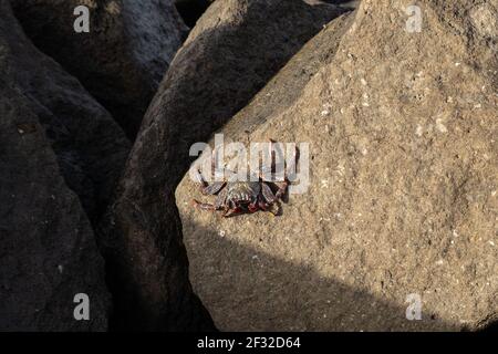 Crabe rouge avec des taches blanches parmi les rochers de la plage de Las Canteras, à Las Palmas, en Espagne. Concept animal Banque D'Images