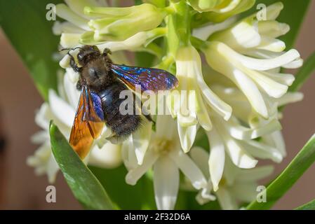 Carpenter Bee (Xylocopa) sur une fleur de jacinthe, Bavière, Allemagne Banque D'Images