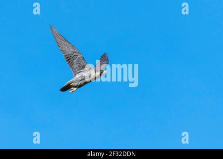 faucon pèlerin (Falco peregrinus), adulte, en vol, Guxhagen, Hesse, Allemagne Banque D'Images