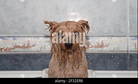 Petit terrier humide après le bain Banque D'Images