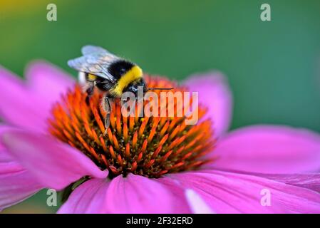 Grande abeille terrestre (Bombus terrestris) assise sur une fleur, conefée pourpre (Echinacea purpurea), Rhénanie-du-Nord-Westphalie, Allemagne Banque D'Images