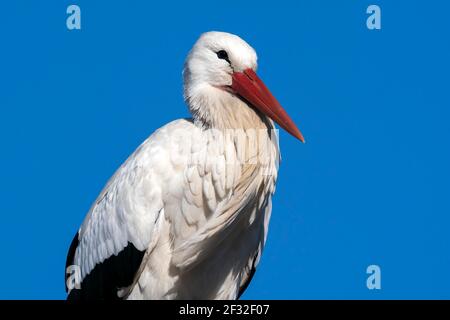 Portrait animal de la ciconie blanche, Hesse, Allemagne Banque D'Images