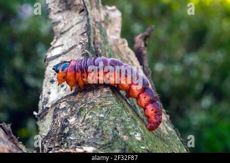 Goat Moth (Cossus cossus), caterpillar, Moth, Mecklenburg-Vorpommern, Allemagne Banque D'Images