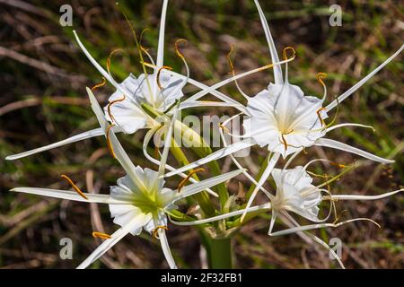 Spider Lily, Hymenocallis liriosme, qui grandit sauvage sur le bord de la route et dans les champs à proximité, le long de la Texas Highway 382 près de Whitehall, Texas. Banque D'Images