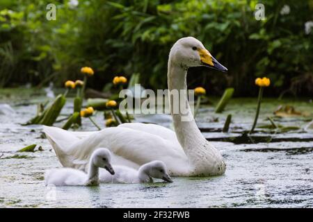 Whooper cygne (Cygnus cygnus) et jeunes oiseaux, Schleswig-Holstein, Allemagne Banque D'Images