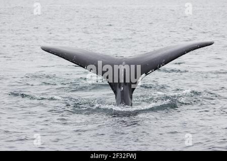 Baleine à bosse (Megaptera novaeangliae), observation des baleines, Brie, Islande, Canada Banque D'Images