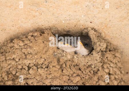 Maison commune martins (Delichon urbicum), jeune oiseau, Mecklenburg-Vorpommern, Allemagne Banque D'Images