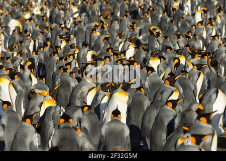 Volunteers point, Grand pingouin (Aptenodytes patagonicus), colonie, îles Falkland, Royaume-Uni Banque D'Images