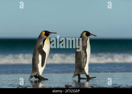 Volunteers point, Penguins du Roi (Aptenodytes patagonicus), sur la plage de sable, îles Falkland, Royaume-Uni Banque D'Images