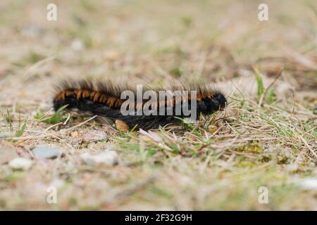 Fox Moth (Macrothylacia rubi), caterpillar, NSG Lueneburger Heide, Basse-Saxe, Allemagne Banque D'Images