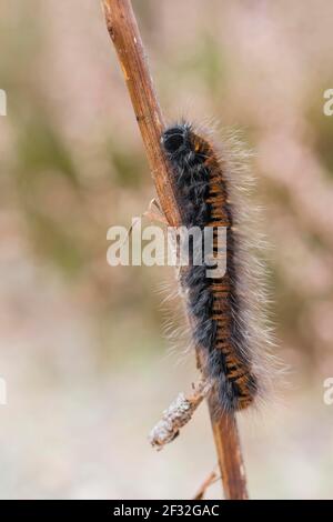 Fox Moth (Macrothylacia rubi), caterpillar, NSG Lueneburger Heide, Basse-Saxe, Allemagne Banque D'Images