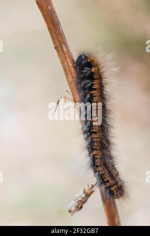 Fox Moth (Macrothylacia rubi), caterpillar, NSG Lueneburger Heide, Basse-Saxe, Allemagne Banque D'Images