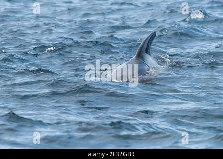 Baleine pilote à longue finale (Globicephala melas), détroit de Gibraltar, Espagne Banque D'Images