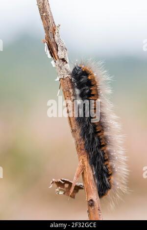Fox Moth (Macrothylacia rubi), caterpillar, NSG Lueneburger Heide, Basse-Saxe, Allemagne Banque D'Images