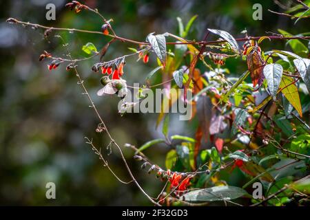 Un petit colibri (colibri) boit du nectar de la fleur rouge dans la forêt de lash vert près du parc national de cajas à Cuenca, en Équateur. Banque D'Images