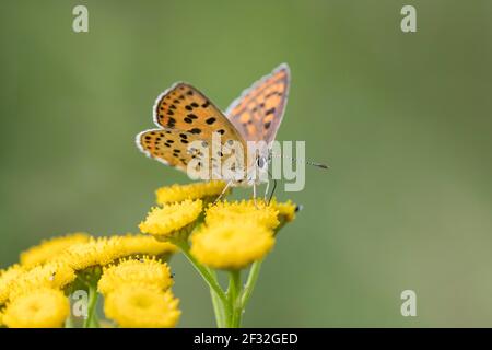 Femelle de cuivre soté (Lycaena tityrus), Lueneburg, Basse-Saxe, Allemagne Banque D'Images