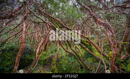 Jour pluvieux dans la forêt polylepis rencontré à l'endroit abrité au pied des escarpements et le long des cours d'eau dans le parc national de cajas près de Cuenca, Equateur Banque D'Images