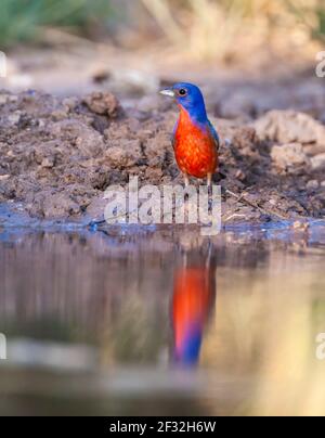 Bunking peint, Passerina ciris, oiseau étonnamment coloré, à la recherche d'eau et de soulagement de la chaleur d'été, sur un ranch dans le sud du Texas. Banque D'Images