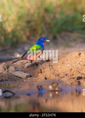 Bunking peint, Passerina ciris, oiseau étonnamment coloré, à la recherche d'eau et de soulagement de la chaleur d'été, sur un ranch dans le sud du Texas. Banque D'Images