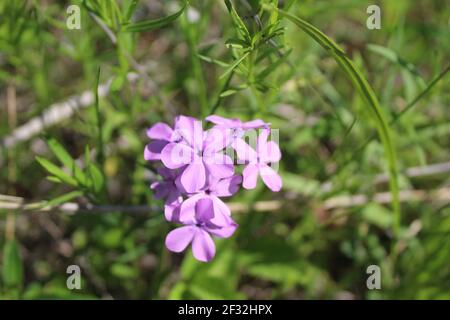 Phlox des Prairies au soleil, à Miami Woods, dans Morton Grove, Illinois Banque D'Images