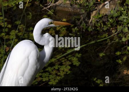 Grand Egret, symbole de la National Audubon Society, à l'aise dans les milieux humides naturels entourant South Padre Island Birding and nature Centre. Banque D'Images