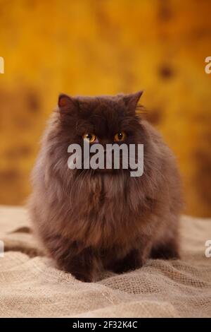 Longhair britannique, tomcat, chocolat Banque D'Images