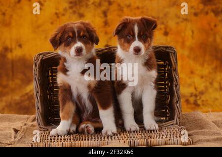 Berger australien, deux chiots, 8 semaines Banque D'Images