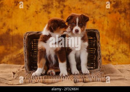 Berger australien, deux chiots, 8 semaines Banque D'Images