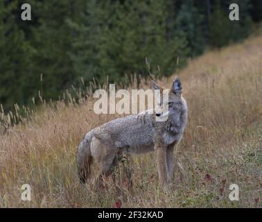 Coyote s'élève et tourne sur une pente herbeuse d'or d'automne dans le comté de Kananskis, en Alberta, au Canada. Banque D'Images