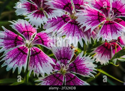 Close up de belles fleurs Banque D'Images