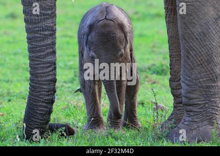 Éléphants d'Afrique (Loxodonta africana), réserve de gibier de Kariega, Cap occidental, Afrique du Sud Banque D'Images