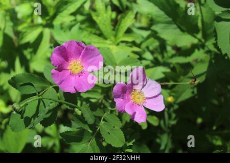 Deux fleurs de roses sauvages grimpantes à Miami Woods à Morton Grove, Illinois Banque D'Images