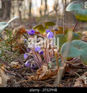 Un bouquet de violette Hepatica nobilis, avec les premières fleurs et les premières feuilles dans un environnement forestier entre les anciennes feuilles et les aiguilles décalées Banque D'Images