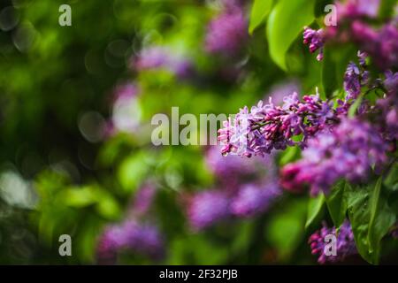 Un bouquet de lilas violet-rose avec une goutte d'eau dans le plan général. Premier plan et arrière-plan flous. Fond vert clair flou avec bokeh Banque D'Images