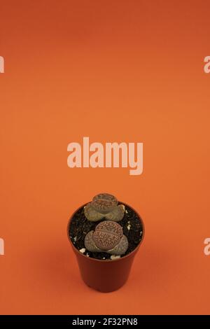 lithops aucampiae en pot avec fond orange, vue de dessus Banque D'Images