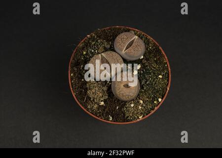 lithops pseudotruncatella en pot avec fond noir, vue de dessus Banque D'Images