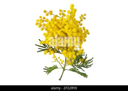 Branche d'arbre larvite isolée sur blanc. Feuilles et billes molletonnées jaune en acacia dealbata. Fleurs de printemps Mimosa. Banque D'Images