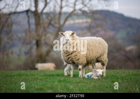 brebis brebis maman et deux agneaux jumeaux ensemble à l'extérieur pâturage d'herbe verte Banque D'Images