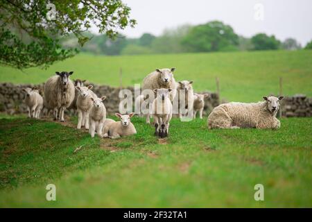 brebis blanches brebis et agneaux ensemble dans un groupe à l'extérieur dans un champ Banque D'Images