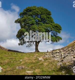 Vue panoramique en été de jour de Sycamore Gap sur le mur d'Hadrien près de Haltwhistle, Northumberland, Angleterre, Royaume-Uni Banque D'Images