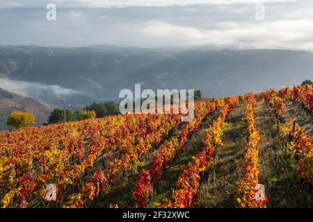 Paysage d'automne coloré de la plus ancienne région viticole du monde dans la vallée du Douro au Portugal, différentes variétés de vignes plantées sur des vignobles en terrasse, pr Banque D'Images