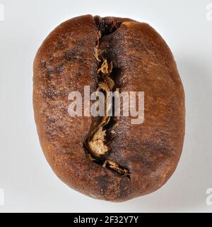 Photo macro très proche d'un grain de café isolé sur fond blanc, très haute résolution Banque D'Images