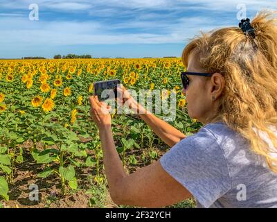 Femme adulte photographiant un champ de fleurs solaires avec un smartphone. Derrière le ciel bleu avec quelques nuages. Banque D'Images