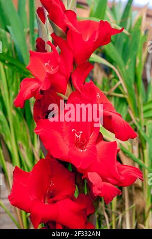 Gros plan de la grande floraison d'été fleurs rouge vif de Gladiolus Gladioli Rouge Balance contre un fond de feuilles une vivace qui est à moitié robuste Banque D'Images