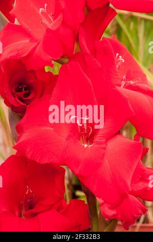 Gros plan de la grande floraison d'été fleurs rouge vif de Gladiolus Gladioli Rouge Balance contre un fond de feuilles une vivace qui est à moitié robuste Banque D'Images