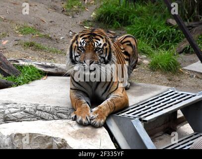 Los Angeles, Californie, États-Unis 11 mars 2021 UNE vue générale de l'atmosphère du tigre de Sumatran au zoo de Los Angeles, Qui a fermé le 13 mars 2020 au 26 août 2020 en raison d'une pandémie, puis fermé le 7 décembre 2020 et rouvert le 16 février 2021 en raison de la pandémie Covid-19 du coronavirus, illustrée ici le 11 mars 2021 à Los Angeles, Californie, États-Unis. Photo par Barry King/Alay stock photo Banque D'Images