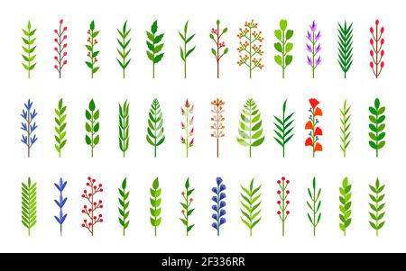 Ensemble de branches d'arbre vert écologique avec feuilles. Plante florale d'élément tiré à la main de feuille, branche, baie. Collection botanique herbes de jardin pour stylo à brosse, séparateur d'ornement de fleur. Illustration vectorielle Illustration de Vecteur